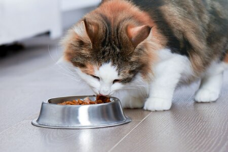 Pro Plan LiveClear Cat and Kitten Food | Purina for Professionals